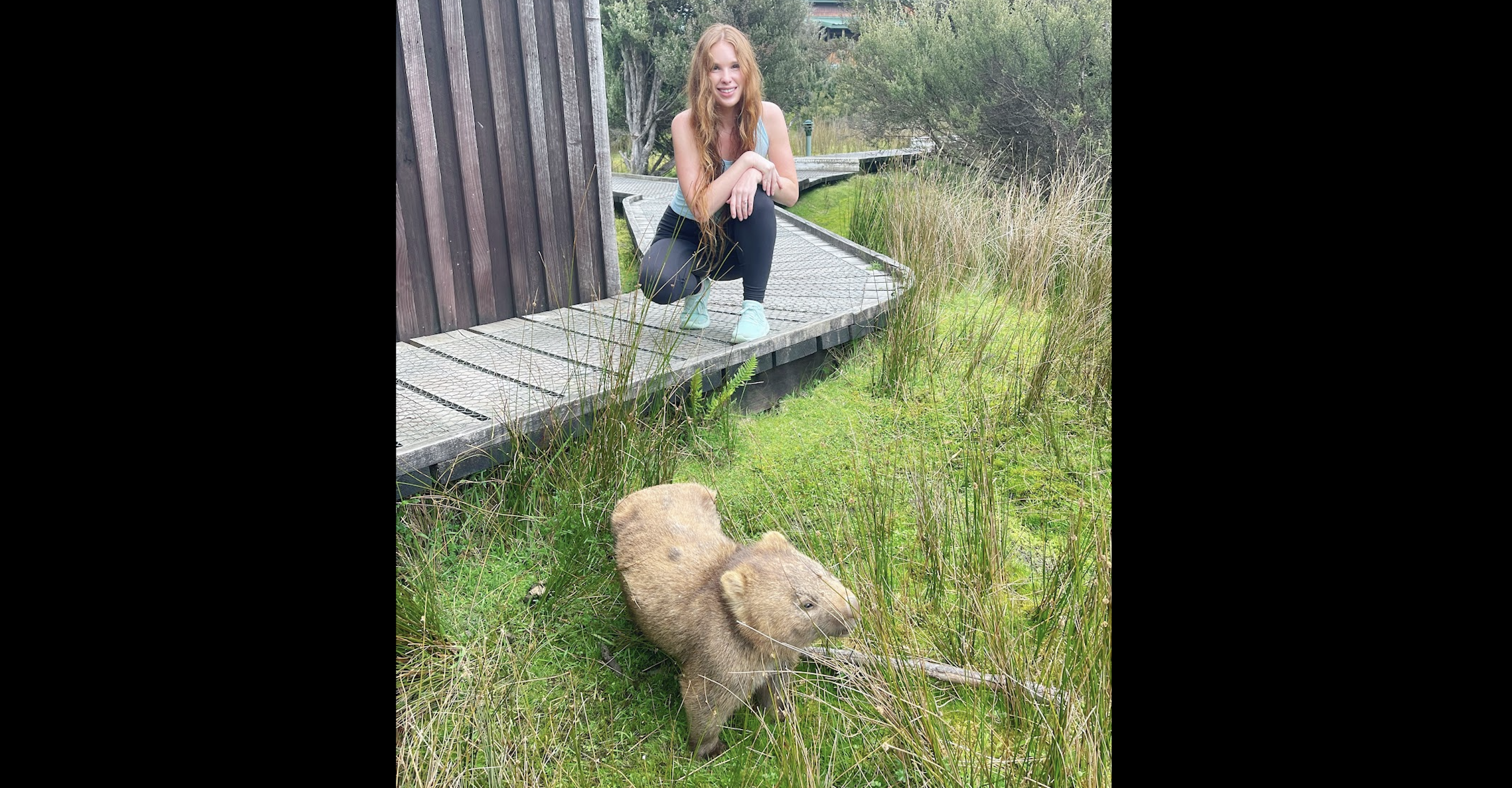 Wombat, World Heritage-listed Cradle Mountain–Lake St. Clair National Park, Tasmania, Nat Hab's Australia South Safari